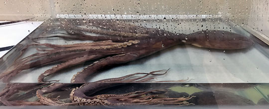 f:id:takahikonojima:20161227153127j:plain f:id:takahikonojima:20161227153127j:plain