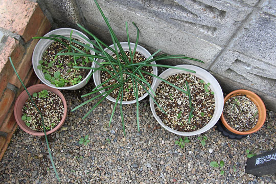 f:id:takahikonojima:20161231104217j:plain