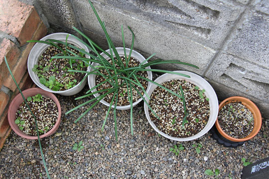 f:id:takahikonojima:20161231104225j:plain