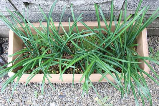 f:id:takahikonojima:20161231104229j:plain