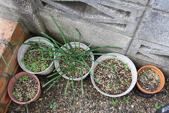 f:id:takahikonojima:20161231104232j:plain