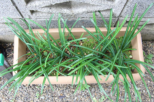 f:id:takahikonojima:20161231104235j:plain