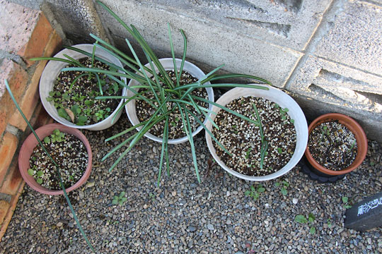 f:id:takahikonojima:20161231104239j:plain