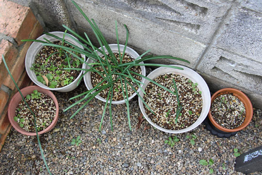 f:id:takahikonojima:20161231104256j:plain