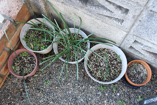 f:id:takahikonojima:20161231104305j:plain