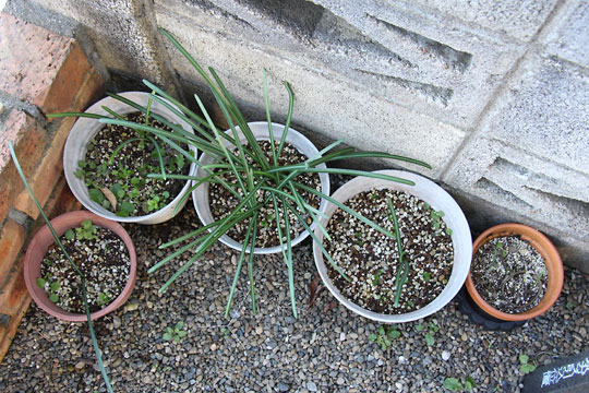 f:id:takahikonojima:20161231104312j:plain