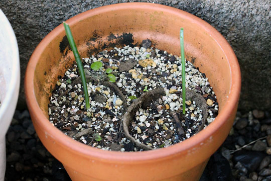 f:id:takahikonojima:20161231104855j:plain