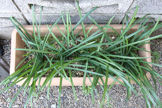 f:id:takahikonojima:20170128105111j:plain