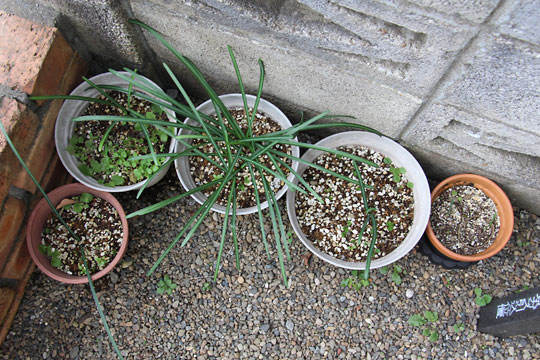 f:id:takahikonojima:20170204104628j:plain