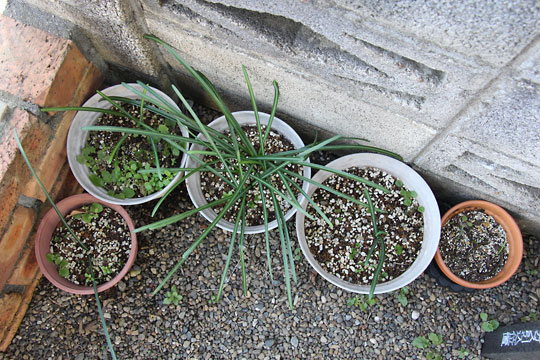 f:id:takahikonojima:20170204104650j:plain