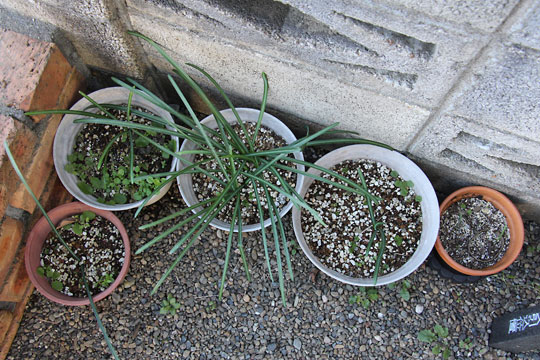 f:id:takahikonojima:20170204104703j:plain