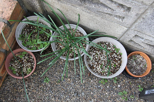 f:id:takahikonojima:20170204104715j:plain