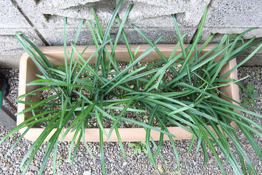 f:id:takahikonojima:20170204104718j:plain