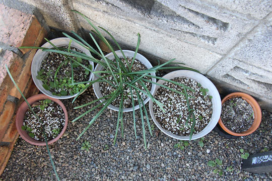 f:id:takahikonojima:20170204104726j:plain