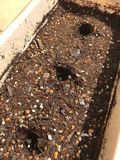 f:id:takahikonojima:20170305155937j:plain f:id:takahikonojima:20170305155937j:plain