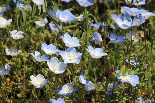 f:id:takahikonojima:20170506093905j:plain