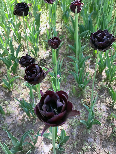 f:id:takahikonojima:20170506093942j:plain