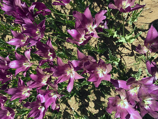 f:id:takahikonojima:20170506093951j:plain