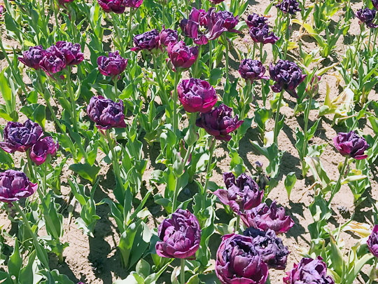 f:id:takahikonojima:20170506093958j:plain