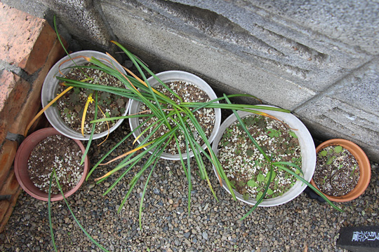 f:id:takahikonojima:20170514112523j:plain