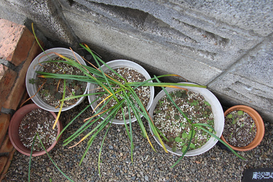 f:id:takahikonojima:20170514112546j:plain