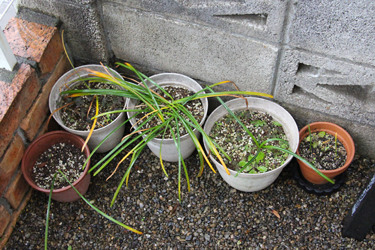 f:id:takahikonojima:20170514112558j:plain