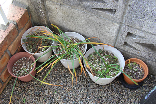 f:id:takahikonojima:20170514112627j:plain