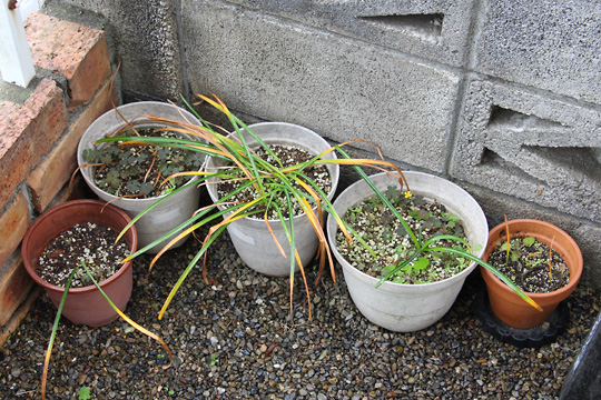 f:id:takahikonojima:20170514112638j:plain