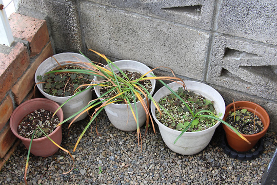 f:id:takahikonojima:20170520202118j:plain