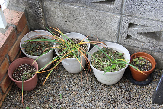 f:id:takahikonojima:20170520202127j:plain