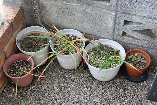 f:id:takahikonojima:20170520202141j:plain