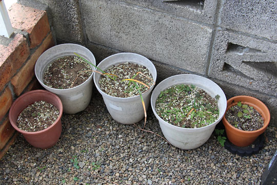 f:id:takahikonojima:20170610092714j:plain