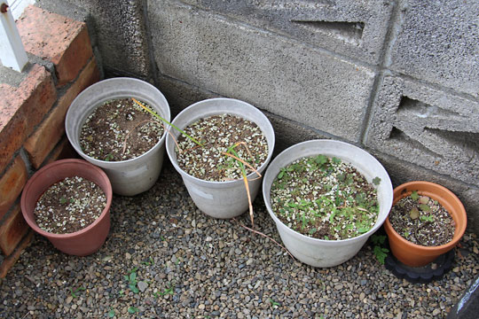 f:id:takahikonojima:20170610092750j:plain