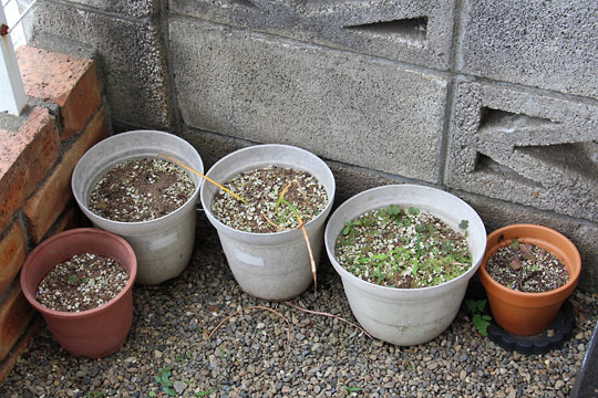 f:id:takahikonojima:20170610092826j:plain