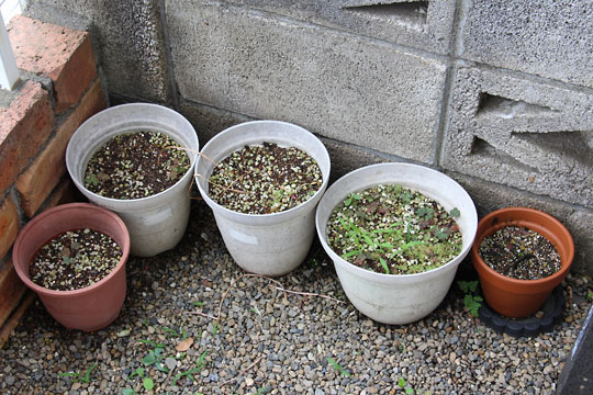 f:id:takahikonojima:20170617092759j:plain