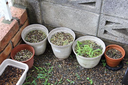 f:id:takahikonojima:20170702180558j:plain