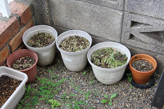 f:id:takahikonojima:20170708155454j:plain