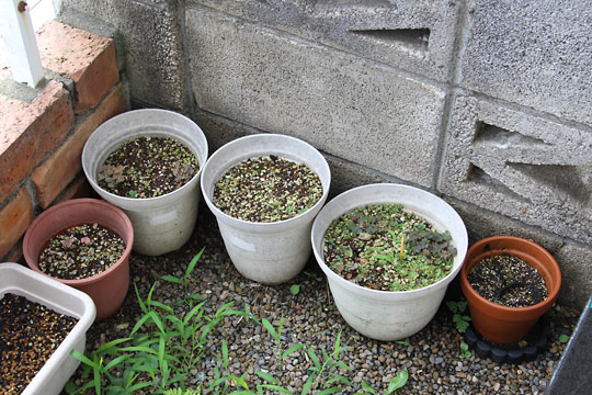 f:id:takahikonojima:20170708155531j:plain