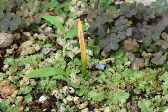 f:id:takahikonojima:20170708155730j:plain