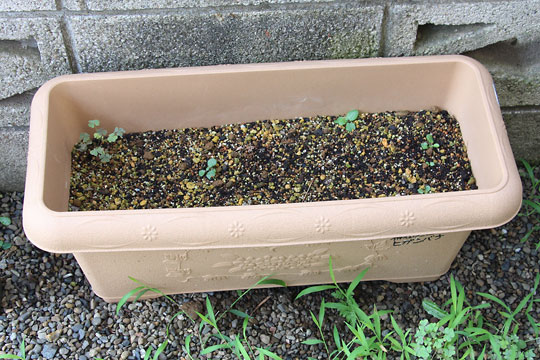 f:id:takahikonojima:20170722191606j:plain