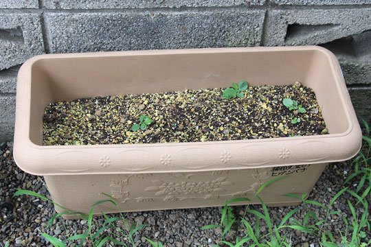 f:id:takahikonojima:20170729144832j:plain