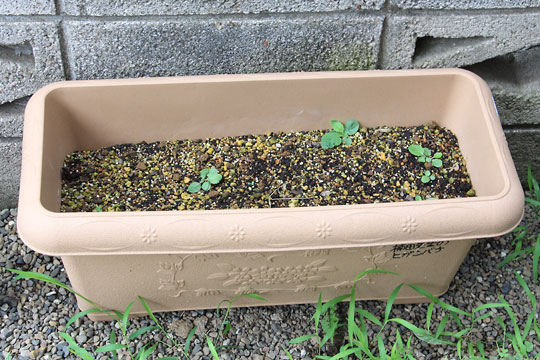 f:id:takahikonojima:20170729144846j:plain