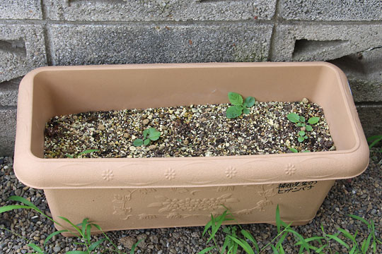 f:id:takahikonojima:20170729144910j:plain