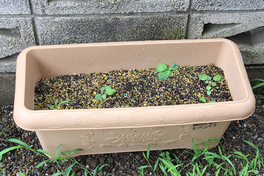 f:id:takahikonojima:20170805153159j:plain