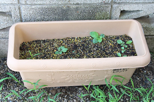 f:id:takahikonojima:20170805153241j:plain