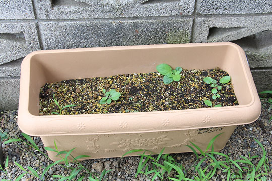 f:id:takahikonojima:20170805153300j:plain