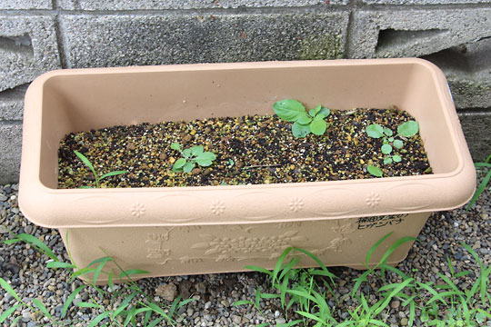 f:id:takahikonojima:20170805153316j:plain