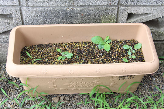 f:id:takahikonojima:20170805153331j:plain