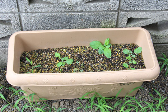 f:id:takahikonojima:20170805153350j:plain