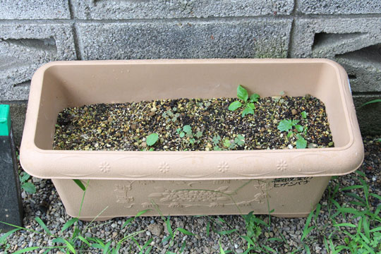 f:id:takahikonojima:20170826183052j:plain